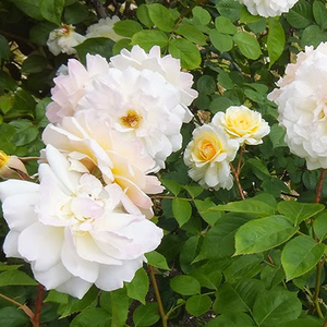 Alb dosul petalelor interne gălbui - trandafir pentru straturi Floribunda
